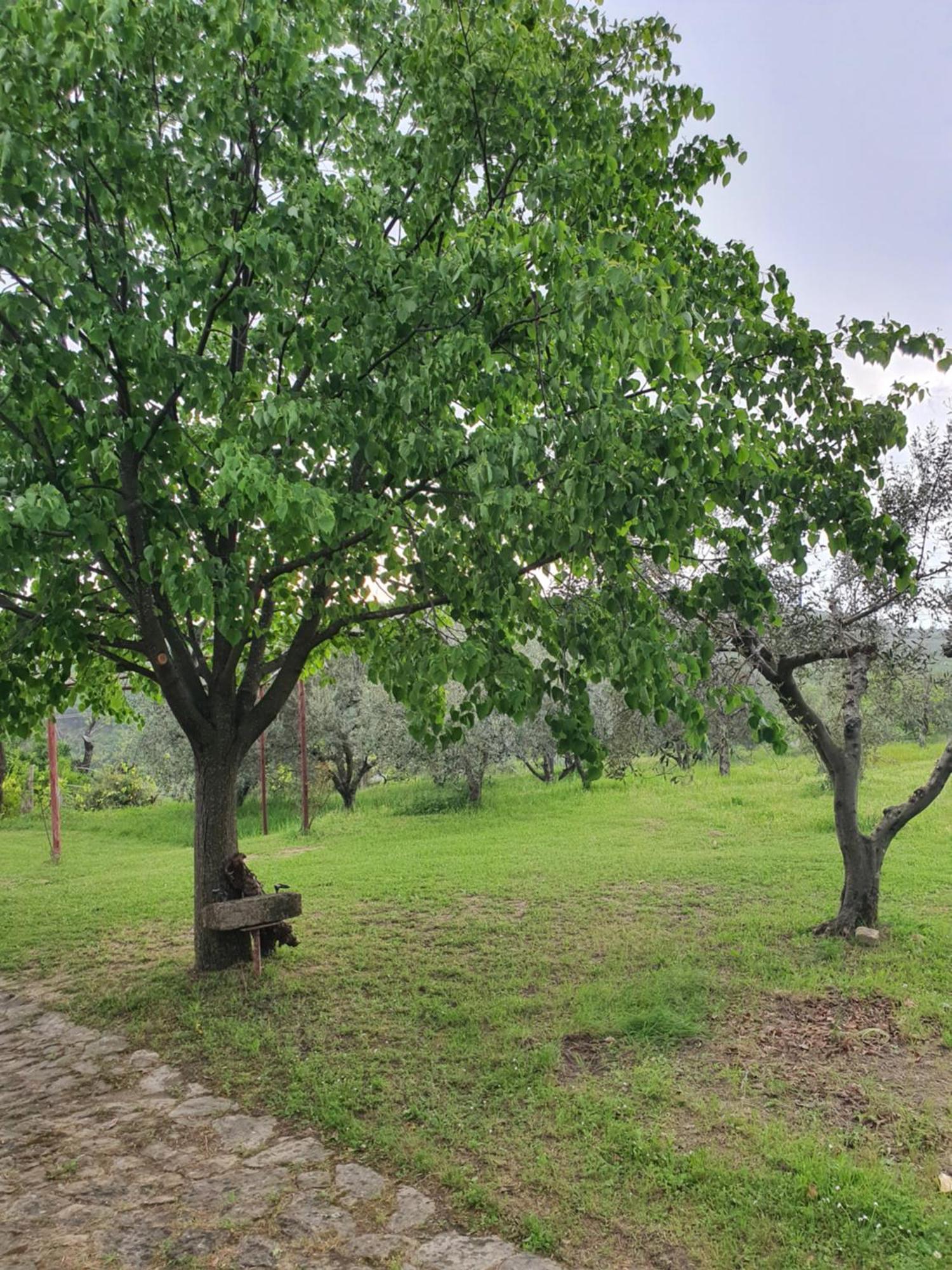 איזולה Apartma Vista Baredi מראה חיצוני תמונה